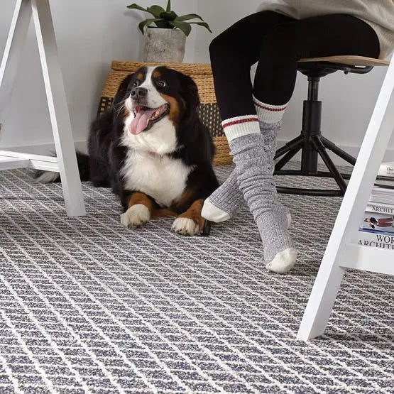 Pet Perfect - Springer's Point - Carpet Anderson Tuftex