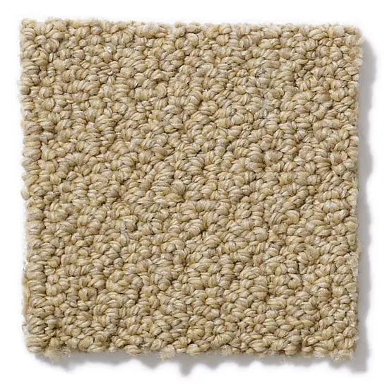 Pet Perfect - On Point - Carpet Anderson Tuftex