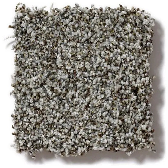 Pet Perfect - Mollie's Turn - Carpet Anderson Tuftex