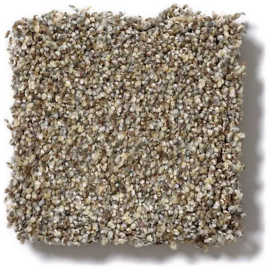 Pet Perfect - Mollie's Turn - Carpet Anderson Tuftex