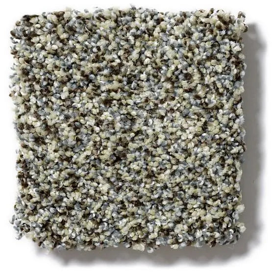 Pet Perfect - Mollie's Turn - Carpet Anderson Tuftex