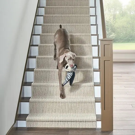 Pet Perfect - Chase - Carpet Anderson Tuftex