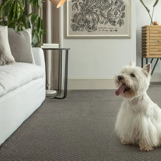 Pet Perfect - Pawnache - Carpet Anderson Tuftex