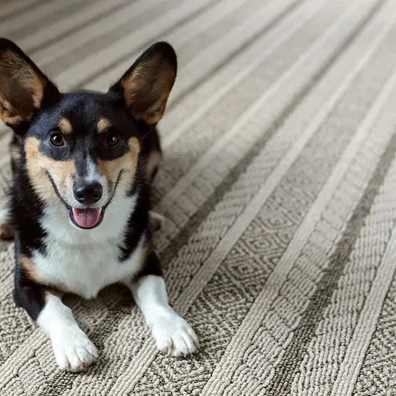 Pet Perfect - Speak - Carpet Anderson Tuftex