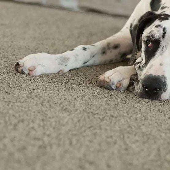 Pet Perfect - The Bark Side II - Carpet Anderson Tuftex