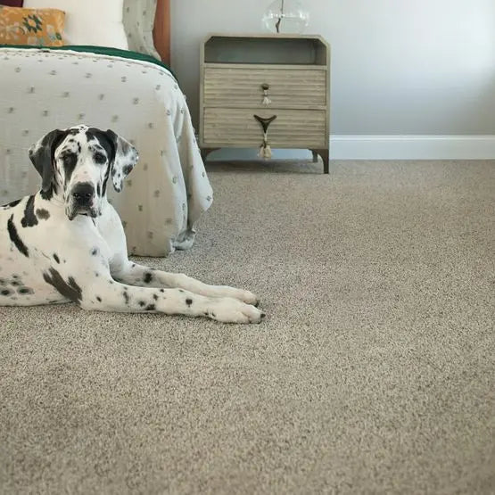 Pet Perfect - The Bark Side II - Carpet Anderson Tuftex