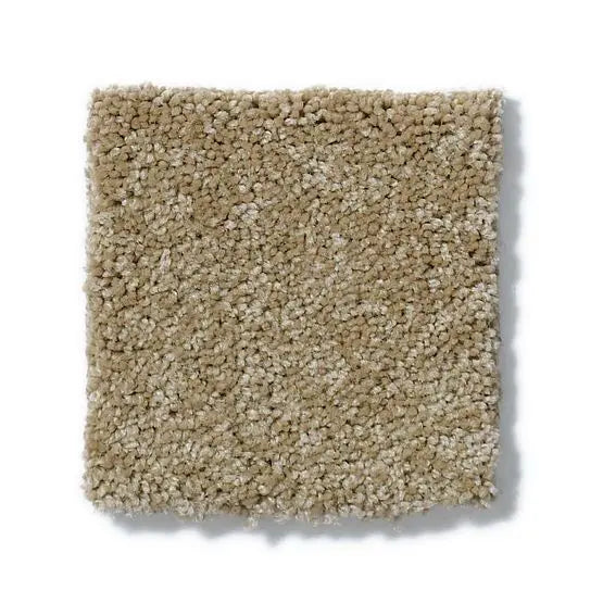 Pet Perfect - Pawparazzi I - Carpet Anderson Tuftex