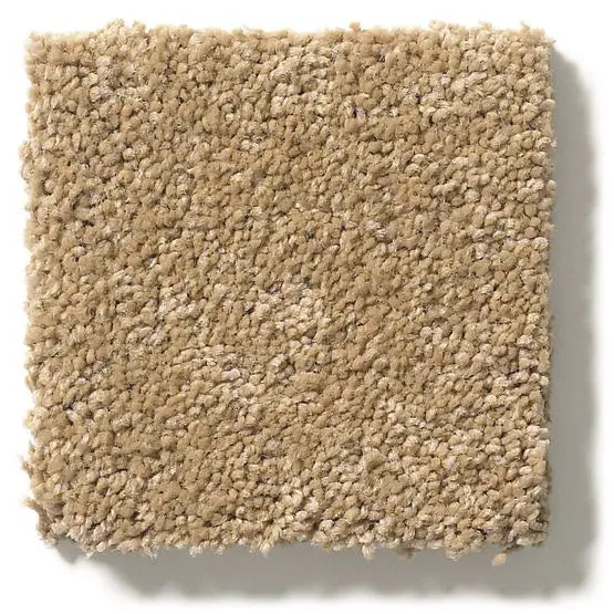 Pet Perfect - Pawparazzi I - Carpet Anderson Tuftex