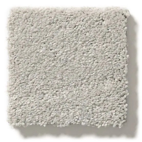 Pet Perfect - Pawparazzi I - Carpet Anderson Tuftex