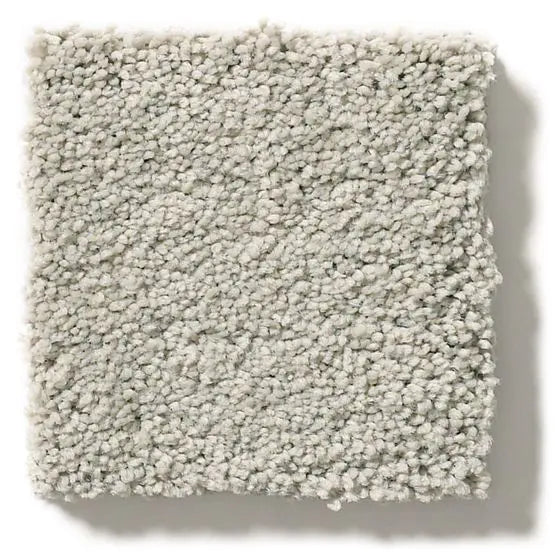 Pet Perfect - Pawparazzi I - Carpet Anderson Tuftex