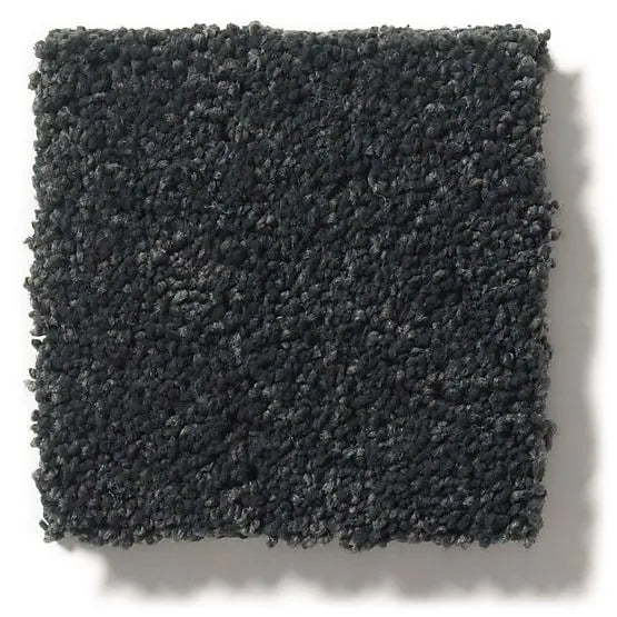 Pet Perfect - Pawparazzi I - Carpet Anderson Tuftex