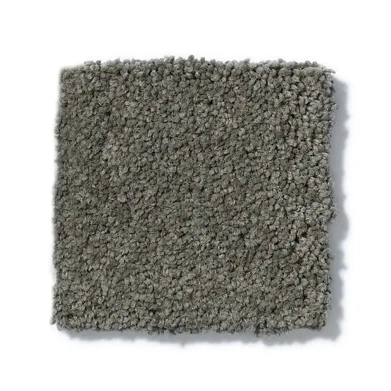 Pet Perfect - Pawparazzi I - Carpet Anderson Tuftex