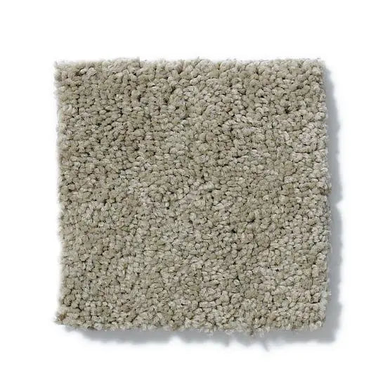 Pet Perfect - Pawparazzi I - Carpet Anderson Tuftex