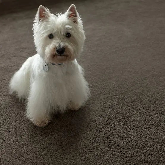 Pet Perfect - Pawparazzi II - Carpet Anderson Tuftex