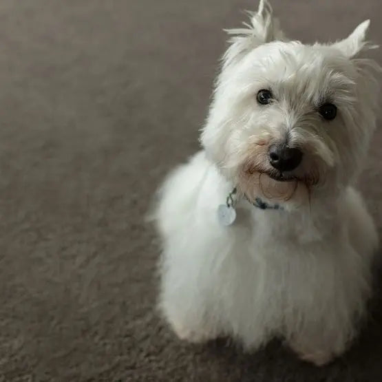 Pet Perfect - Pawparazzi I - Carpet Anderson Tuftex