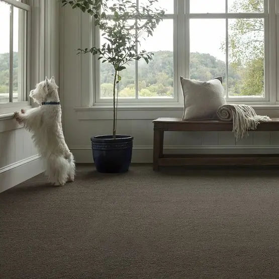 Pet Perfect - Pawparazzi II - Carpet Anderson Tuftex