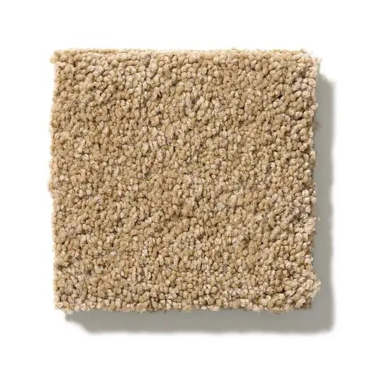 Pet Perfect - Pawparazzi II - Carpet Anderson Tuftex