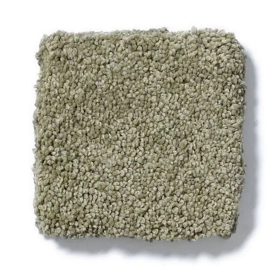Pet Perfect - Pawparazzi II - Carpet Anderson Tuftex