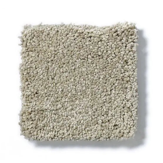 Pet Perfect - Pawparazzi II - Carpet Anderson Tuftex