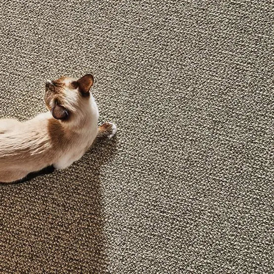 Pet Perfect - Purrfection - Carpet Anderson Tuftex