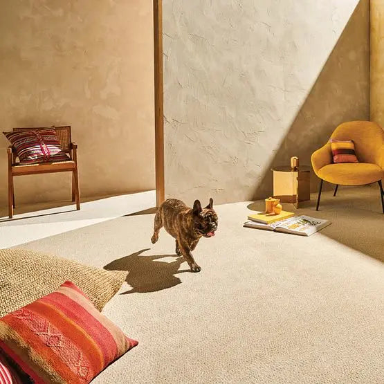 Pet Perfect - Fur-Ever - Carpet Anderson Tuftex