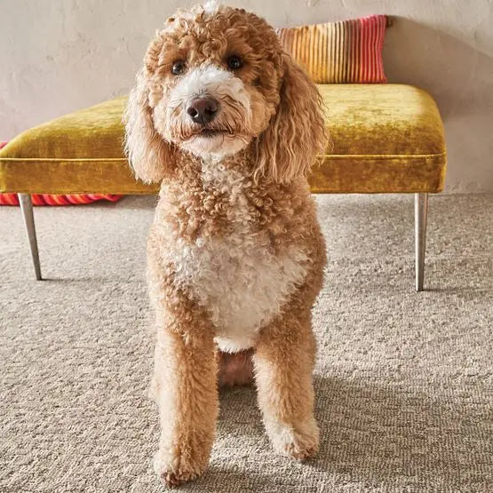 Pet Perfect - Paw-Tay - Carpet Anderson Tuftex