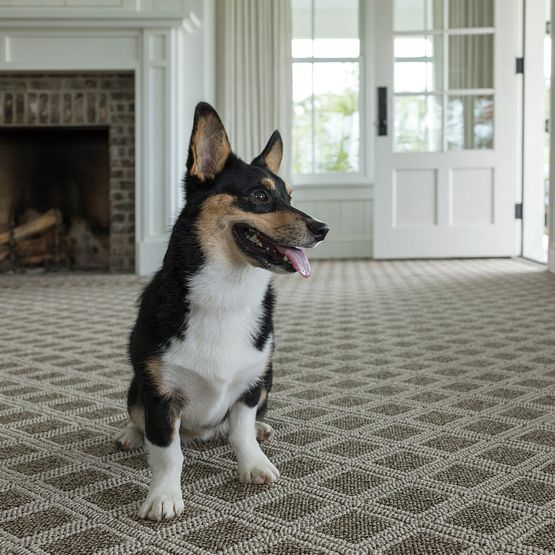 Pet Perfect - Scout - Carpet