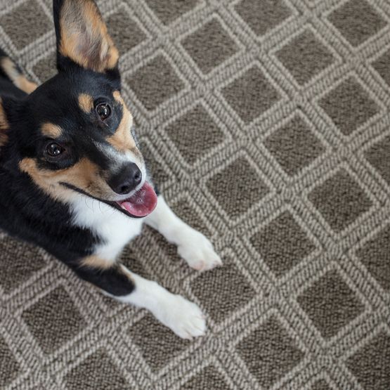 Pet Perfect - Scout - Carpet