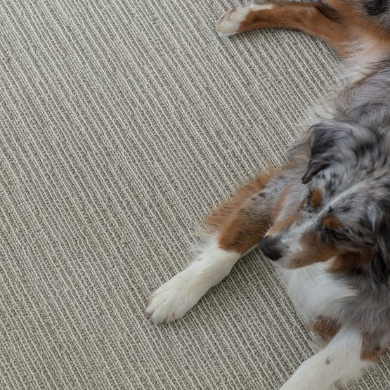 Pet Perfect - Chase - Carpet