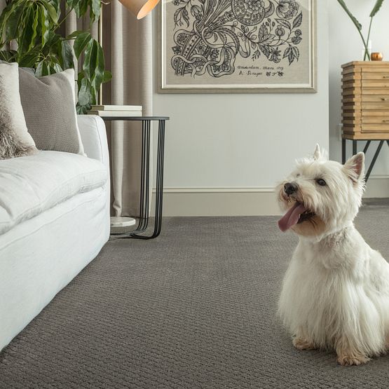 Pet Perfect - Pawstruck - Carpet