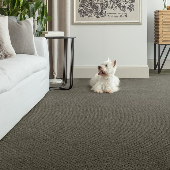 Pet Perfect - Pawnache - Carpet