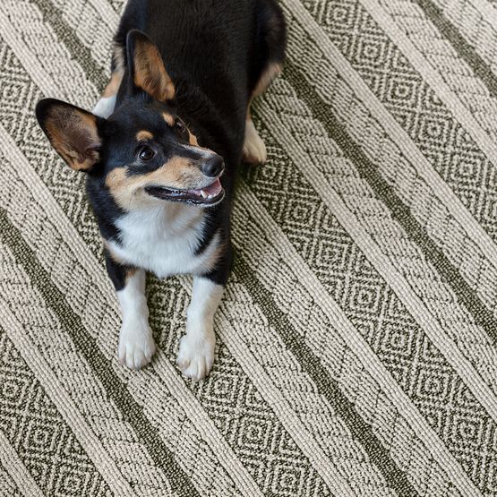 Pet Perfect - Speak - Carpet