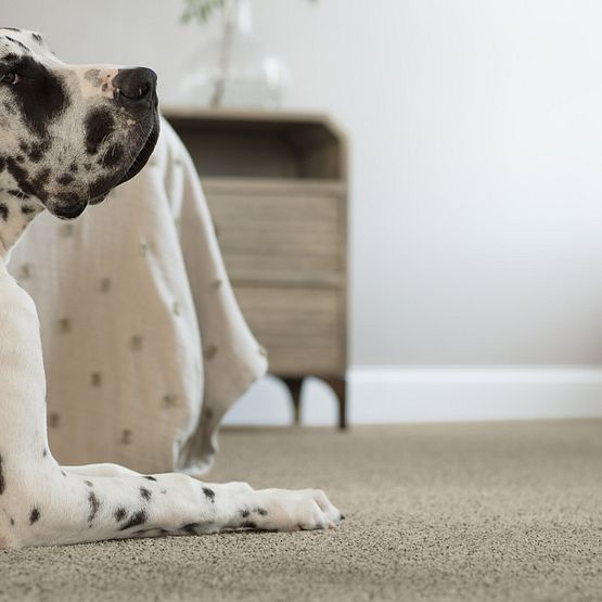Pet Perfect - The Bark Side I - Carpet